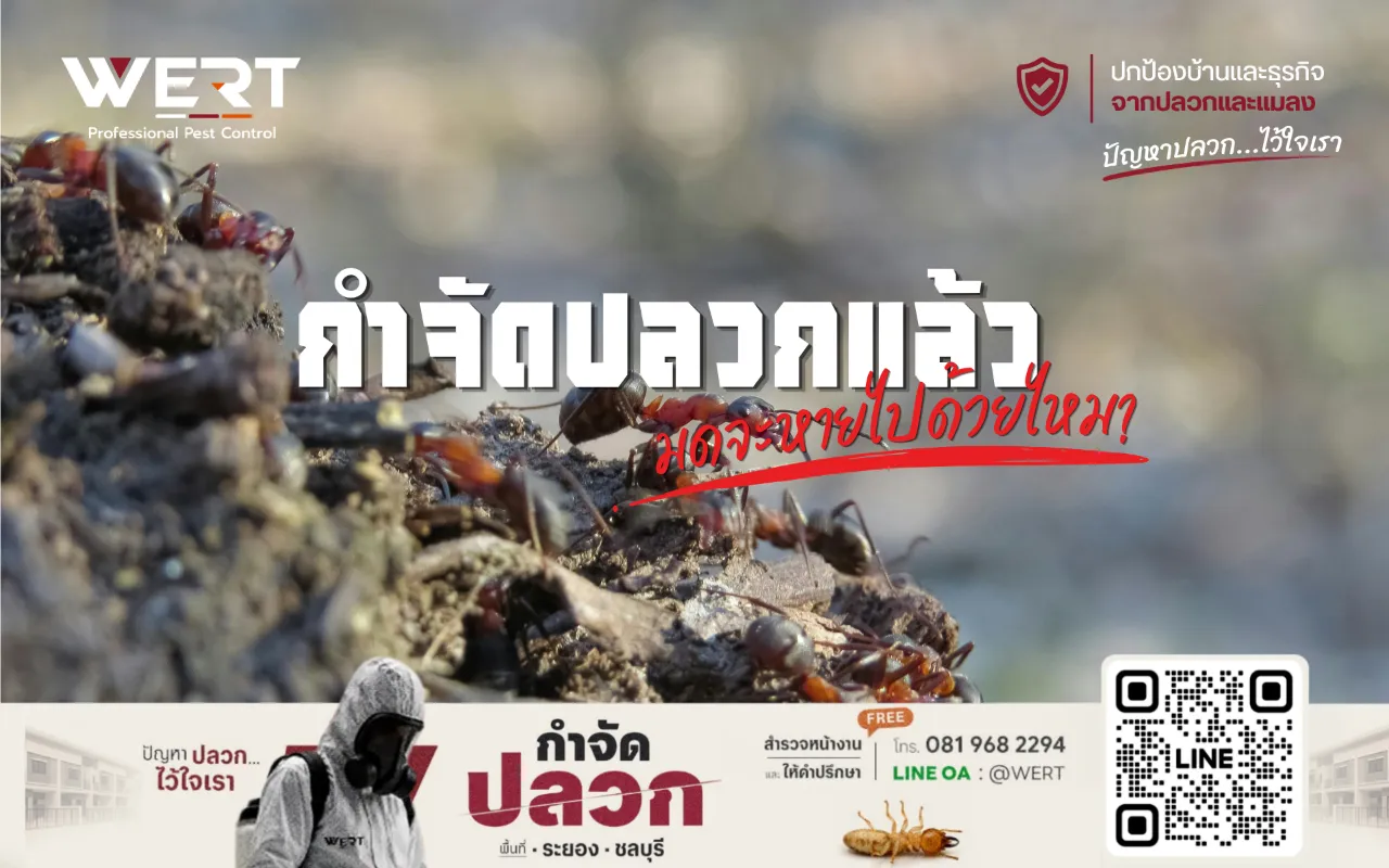 ภาพมด อธิบายลูกค้า กำจัดปลวกแล้ว มดจะหายไปด้วยไหม ?