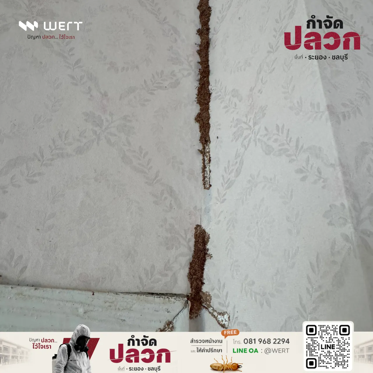 ทางเดินปลวกก่อนติดตั้งสถานีเหยื่อ