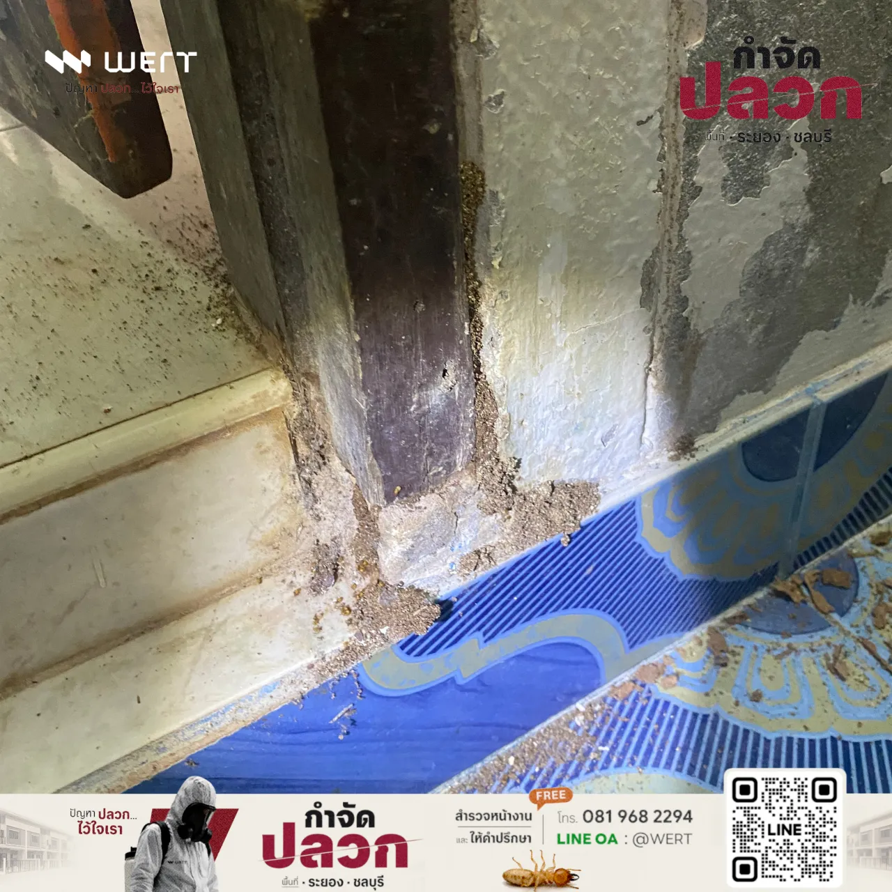 ทางเดินปลวกก่อนติดตั้งสถานีเหยื่อ