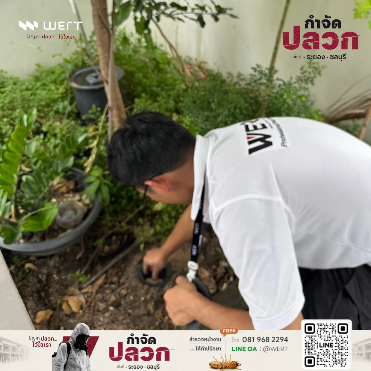 ช่างวางสถานีเฝ้าระวังลงหลุมในแปลงต้นไม้ชิดผนัง
